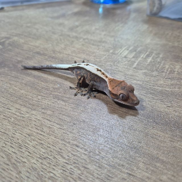 세이블