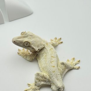 럭키