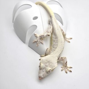 하임