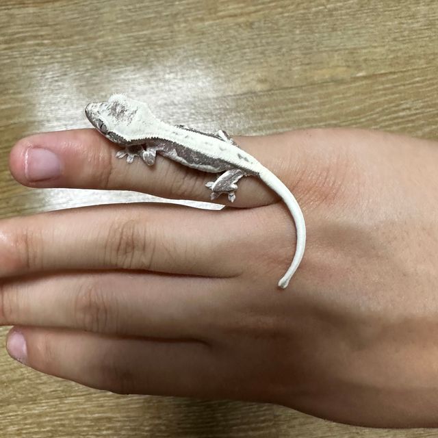 릴잔틱