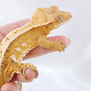 반려동물 이미지
