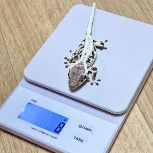 프라푸치노 화이트