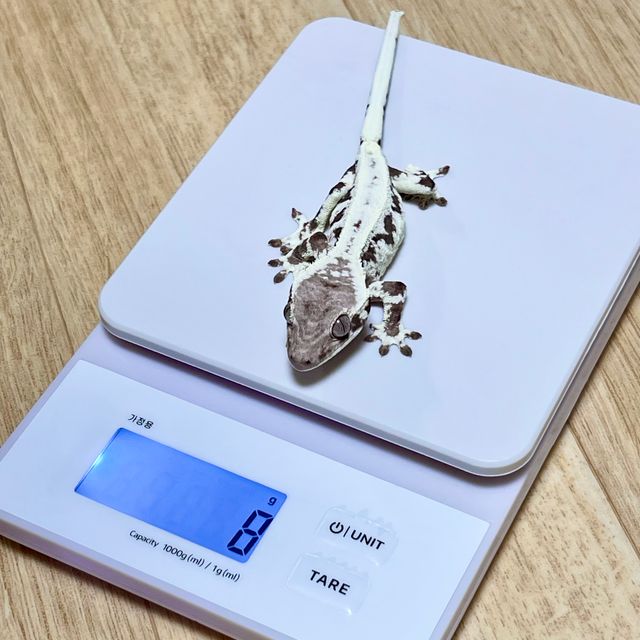프라푸치노 화이트