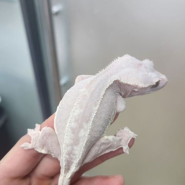 프라푸치노