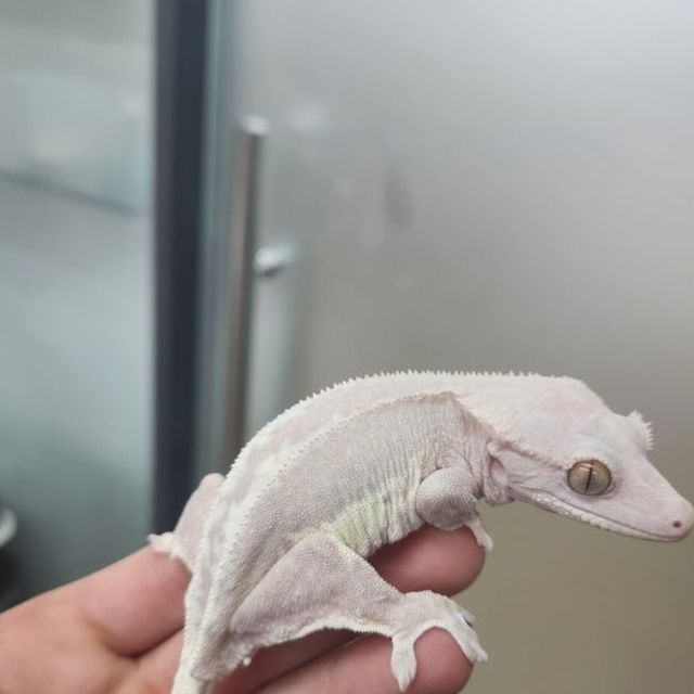 프라푸치노