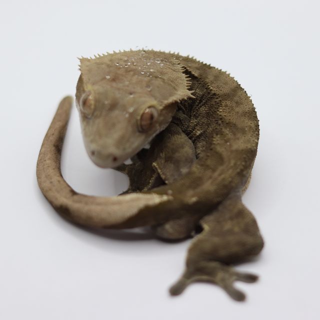 챠콜