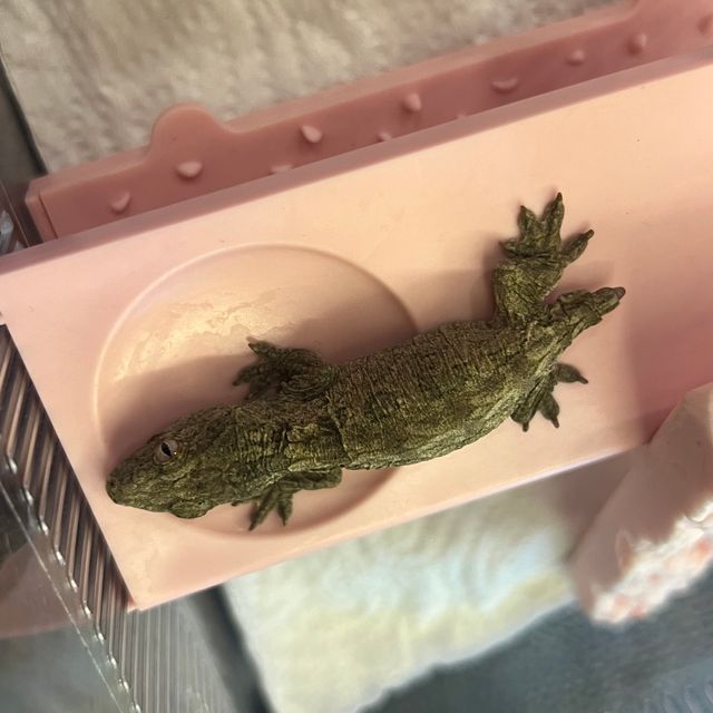 누아나 코기스