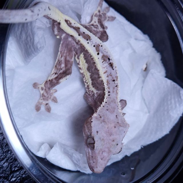 프라푸치노 달마시안