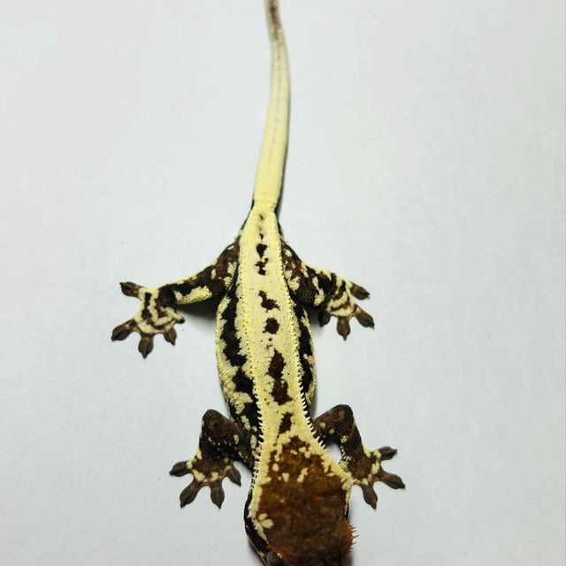 프라푸치노