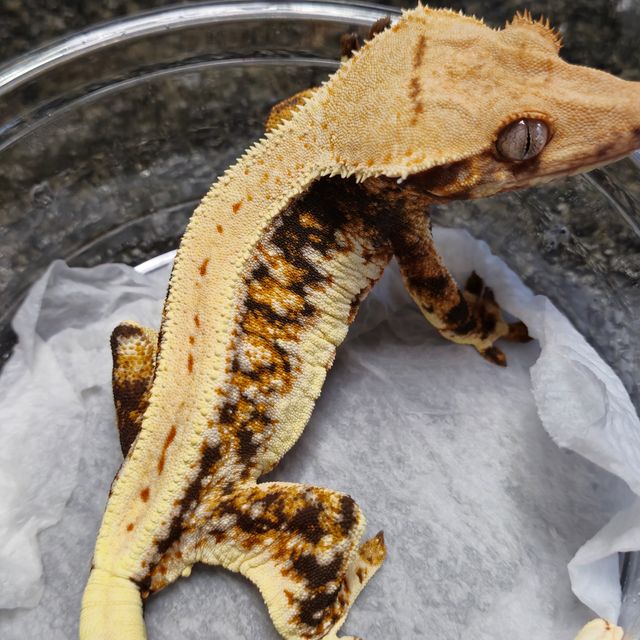 릴리화이트 트라이 텐저린