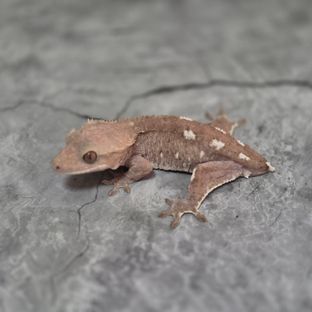 아잔틱