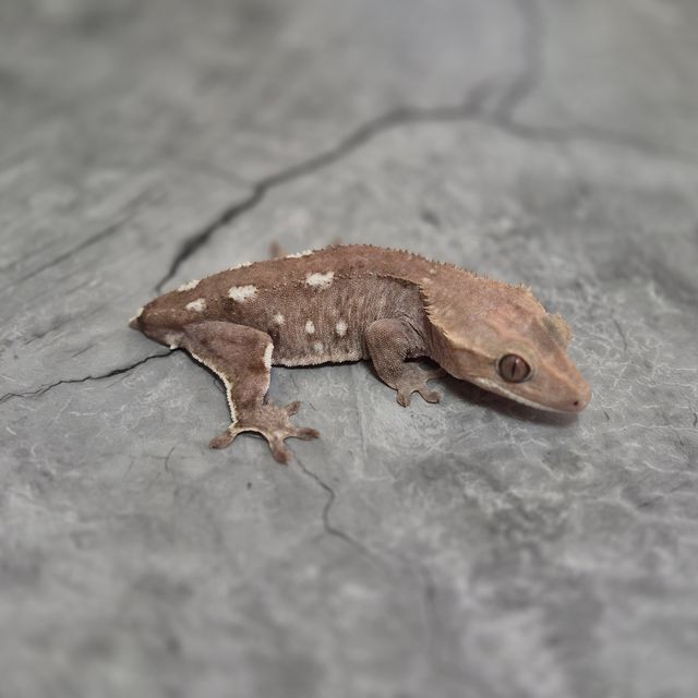 아잔틱