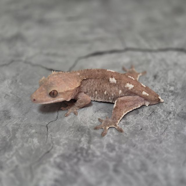 아잔틱