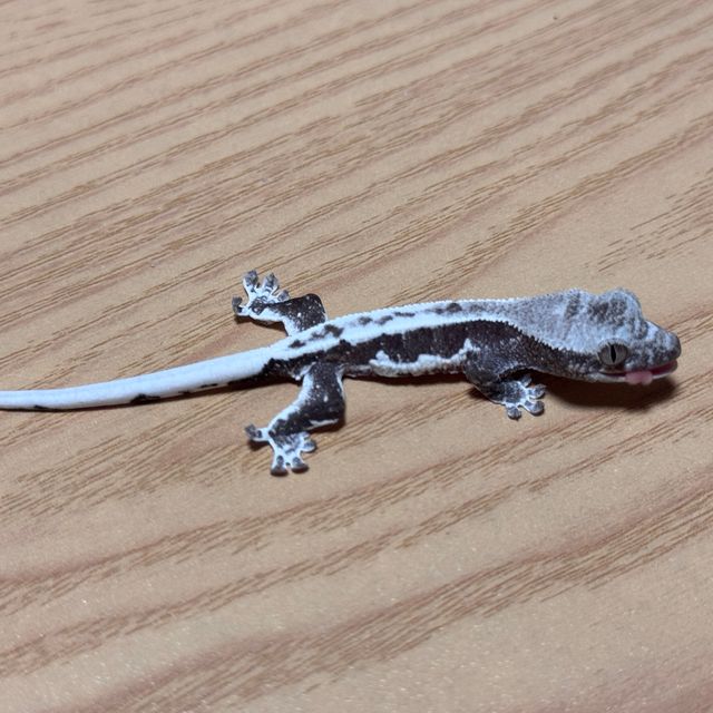 릴잔틱