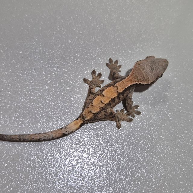 세이블