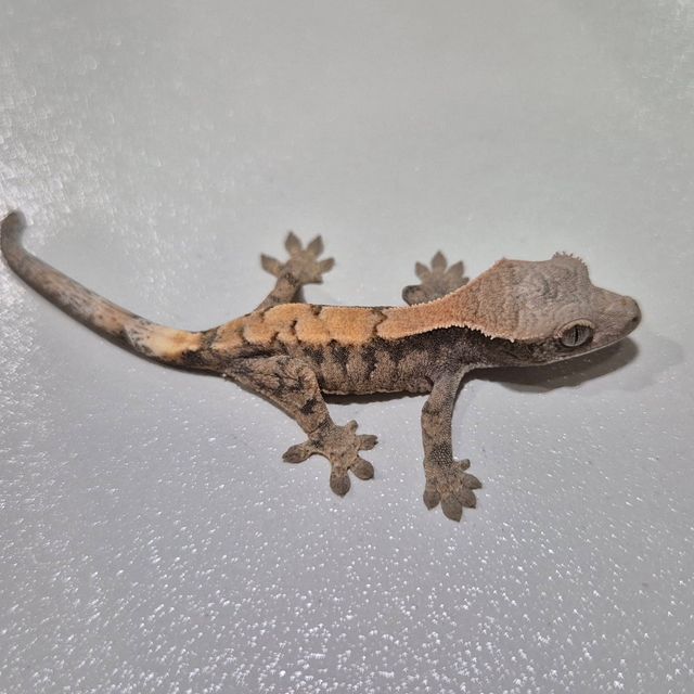세이블
