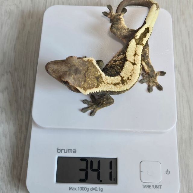 세이블