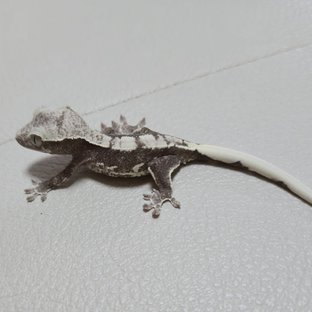 릴잔틱