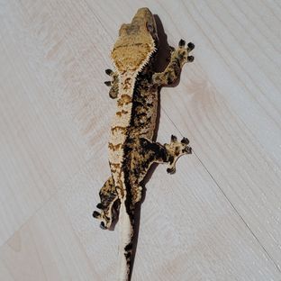 테온