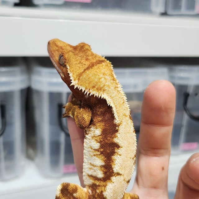 레드 익스트림할리퀸 화이트핀
