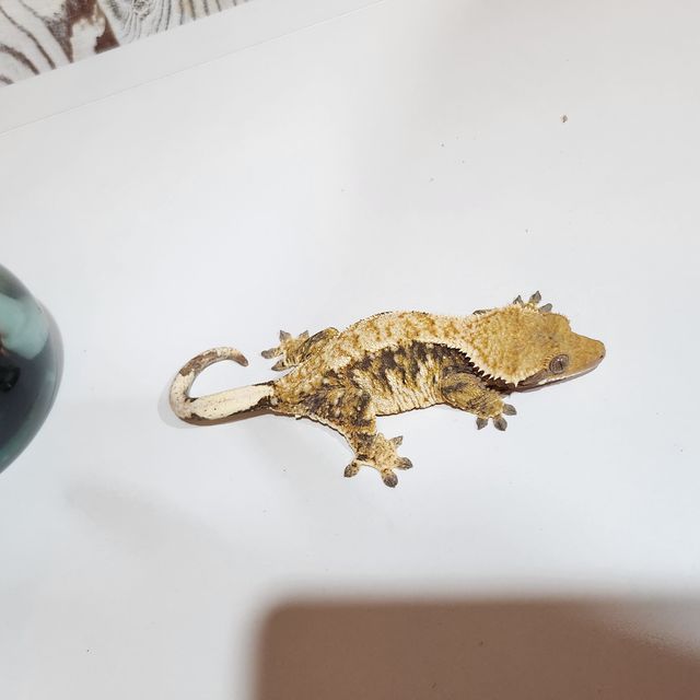 바브