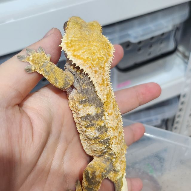 바브