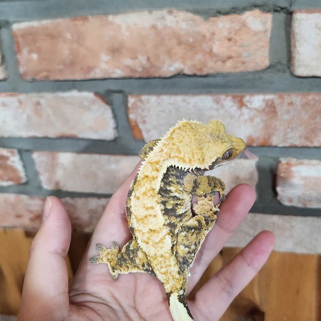 바브