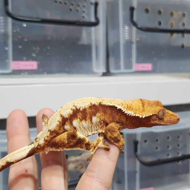 레드 익스트림할리퀸 화이트핀