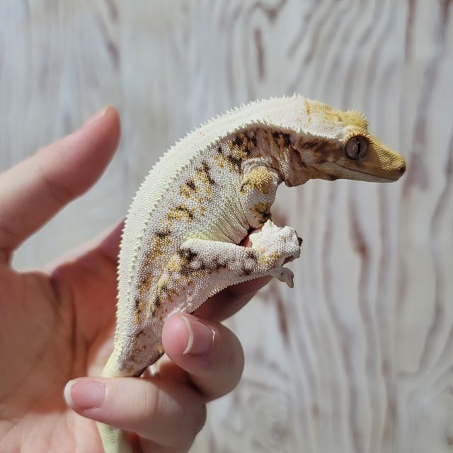 릴리화이트 바브
