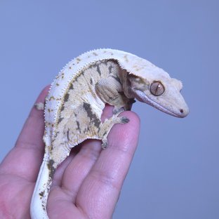백설이