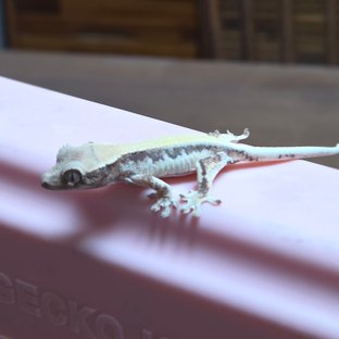 릴리 세이블 솔리드백