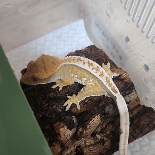 꼬맹