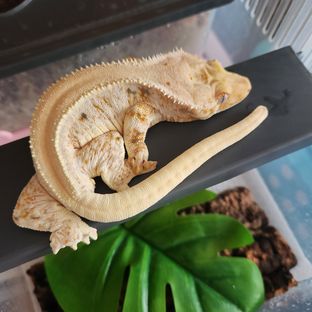 짹짹이