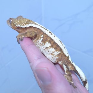 키세