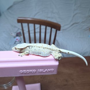 백설이