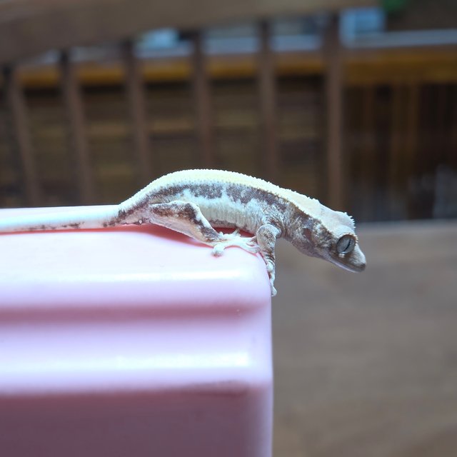 릴리 세이블 솔리드백