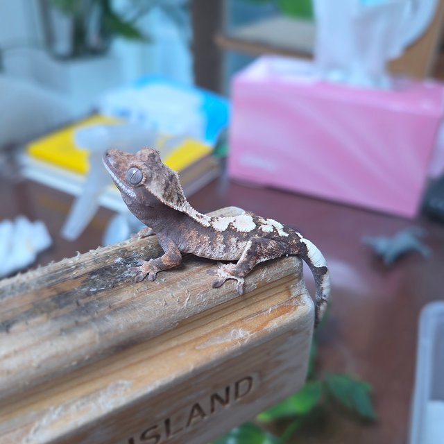 세이블 100%헷아잔틱