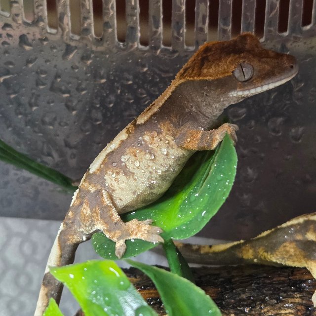 세이블 100%헷아잔틱