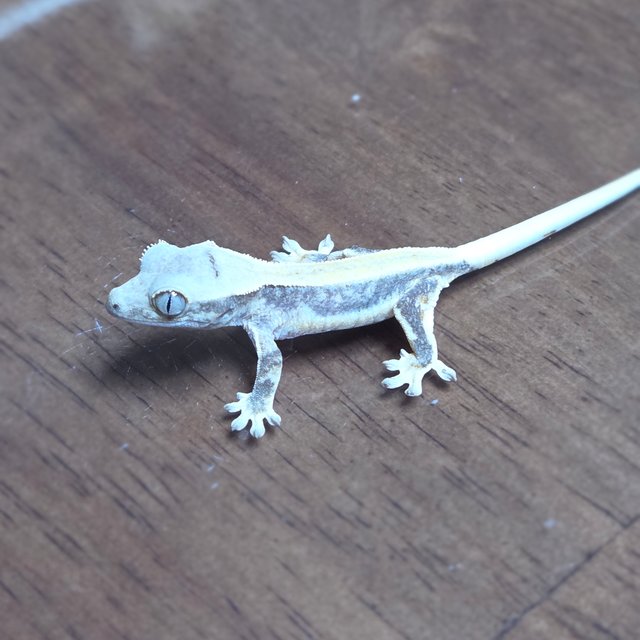 릴리화이트 솔리드백