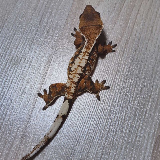 트라이