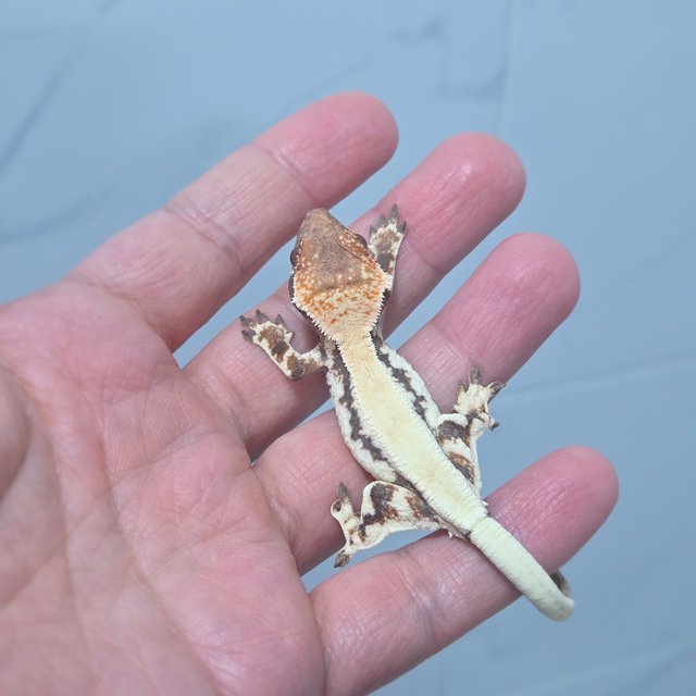 릴리 세이블 100%헷아잔틱