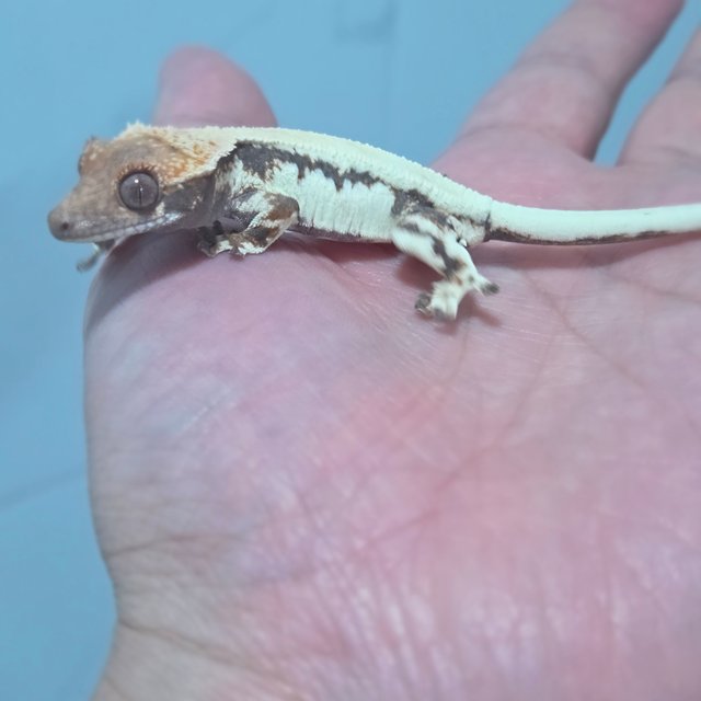 릴리 세이블 100%헷아잔틱