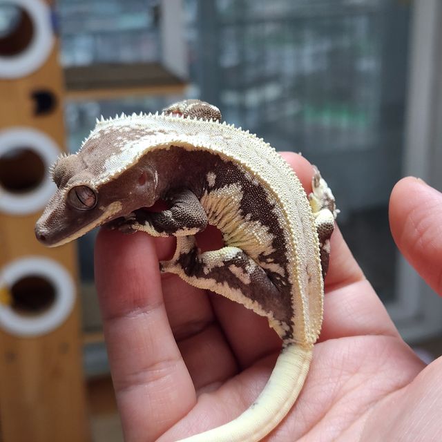 릴잔틱