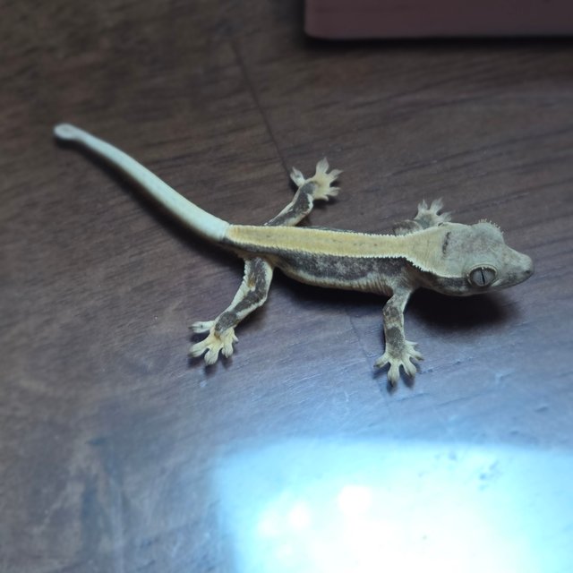 릴리화이트 솔리드백