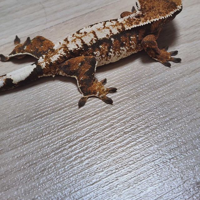 트라이