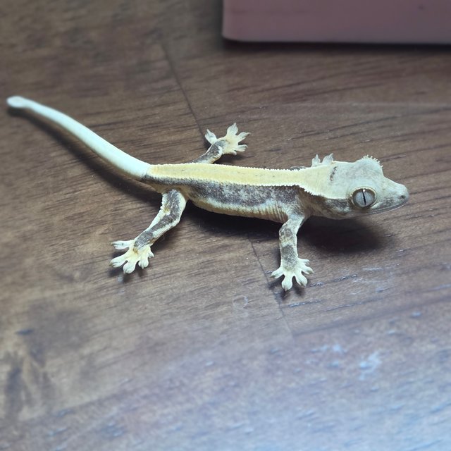 릴리화이트 솔리드백