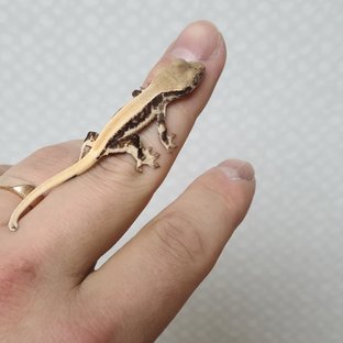 릴리화이트 드리피 솔리드백 쿼드