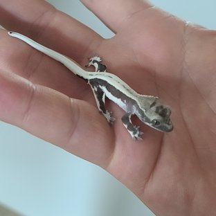 릴잔틱 풀핀 쿼드 솔리드백