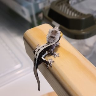 릴잔틱 풀핀 쿼드