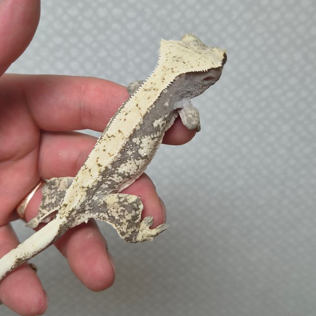 노멀 드리피 화이트스팟